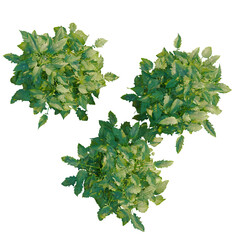 Solanum lycopersicum tree plan, top view, cutout, transparent background, isolate, Detailed...