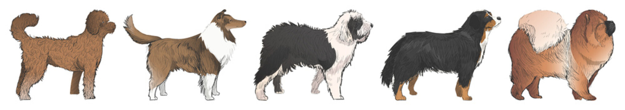 Illustrated diverse dog breeds lineup element set