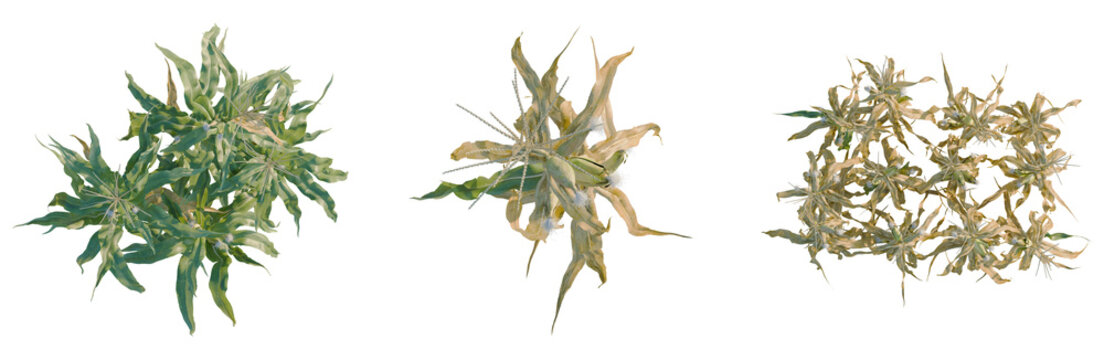 Zea mays tree plan, top view, cutout, transparent background, isolate, Dried plant with detailed texture, close-up of dry stems and withered leaves, nature background