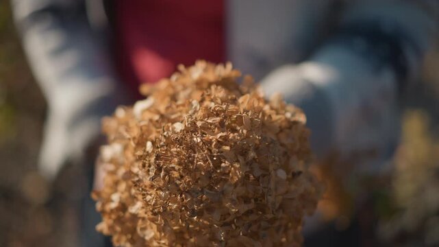 Detailed hands arranging dried hydrangea, closeup of textured petals and stem, warm autumn light, DIY home decor preparation, shallow depth of field, cozy seasonal centerpiece craft