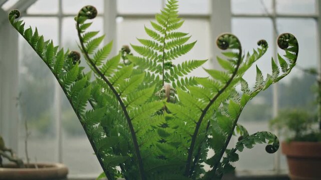 Unfurling fern opening under diffuse greenhouse window light on bench, with terracotta pot right