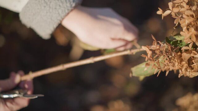 Gardening task details. Precise stem clipping of hydrangeas in outdoor home garden setting. Fingertip control while trimming flowering hydrangea stems during late autumn daylight hours