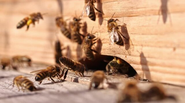 Honey bees returning to hive as worker fans wings with Nasonov gland exposed