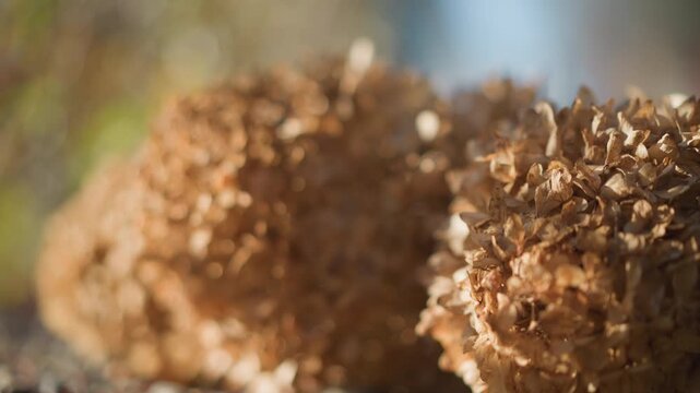 Dried hydrangea clusters on gravel, closeup macro revealing brittle petals and seedheads, golden autumn sunlight and soft bokeh, botanical texture ideal for decor and floral projects