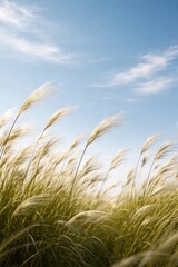 Obraz premium Serene grass field landscape skyward