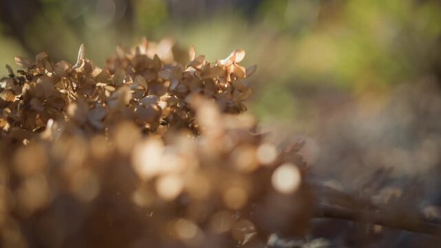 Autumn scene with dried flowers. Botanist photograph of withering hydrangea. Close up of decaying hydrangea in garden setting. Detailed macro image capturing dried hydrangea head on stone surface
