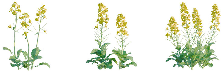 Brassica napus tree, elevation, front view, cutout, transparent background, isolate, Detailed close-up of vibrant green vegetable plant leaves with intricate details, png format. © DH Tree Stock