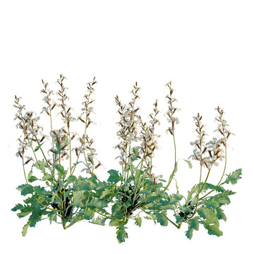 Eruca vesicaria tree, elevation, front view, cutout, transparent background, isolate, Close-up of delicate alpine forget-me-nots with soft focus background, detailed floral texture.