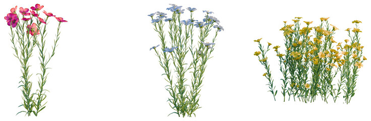 Flax tree, elevation, front view, cutout, transparent background, isolate, Vibrant wildflowers meadow, springtime floral nature, bright colorful wildflowers field, botanical illustration.