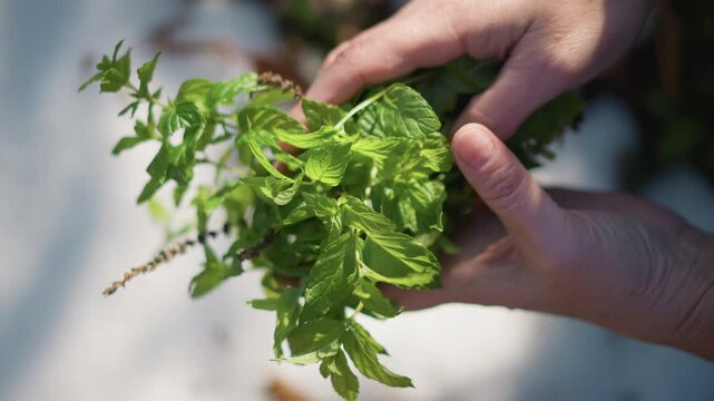 Frosty herb rescue. Hands clutching mint in snow. Hands grasping mint leaves amid snow and winter chill. Person gently rubbing frost from mint leaves in chilly winter outdoor environment
