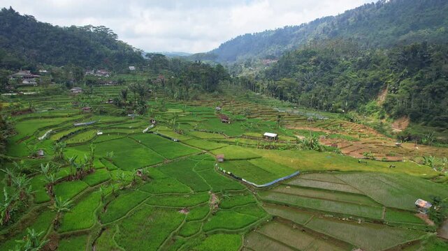 Aerial drone footage of green terrace rice fields valley, with small river, forest mountains, farmer's huts, at the border between Cianjur regency and Bandung regency, Java island, Indonesia