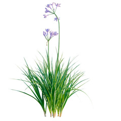 Fototapeta premium Garlic tree, elevation, front view, cutout, transparent background, isolate, Green grass texture, natural background, close-up, perfect for landscape design, gardening, spring