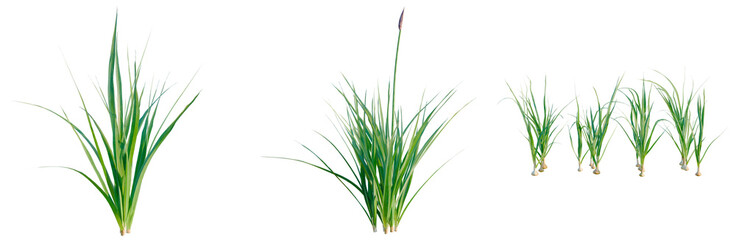 Garlic tree, elevation, front view, cutout, transparent background, isolate, Fresh green chives sprigs, culinary herbs, healthy food ingredients, aromatic plants, close-up food photography © DH Tree Stock