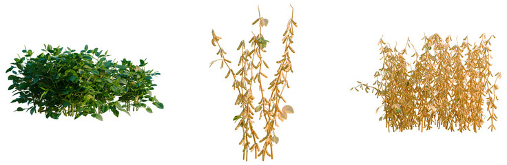 Obraz premium Glycine max tree, elevation, front view, cutout, transparent background, isolate, Dried branches of trees in autumn, texture, foliage, nature, beautiful autumn, detailed