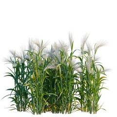 Hordeum tree, elevation, front view, cutout, transparent background, isolate, Golden Wheat Field - Harvest Season, Agriculture, Rural Landscape, Farming, Crop, Field © DH Tree Stock