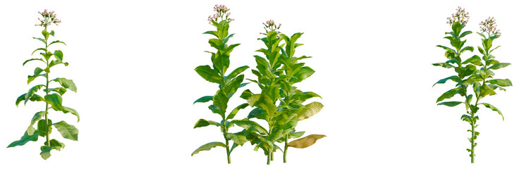 Fototapeta premium Nicotiana tabacum tree, elevation, front view, cutout, transparent background, isolate, Delicate green plant with visible veins, detailed botanical texture for nature design.