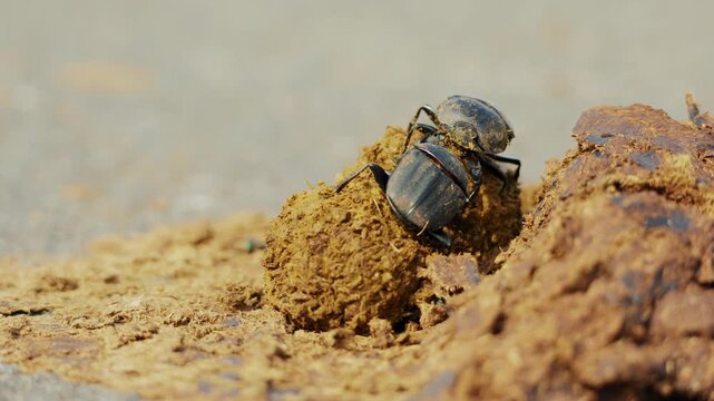 Closeup macro of gung beetles making a dung ball in a heap. Amazing insects of South Africa. Wild life nature in natural habitat. African safari, exotic country. Two beetles fighting