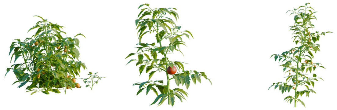 Solanum lycopersicum tree, elevation, front view, cutout, transparent background, isolate, Healthy tomato plant with ripe red fruits on the branch, close-up. Gardening concept.