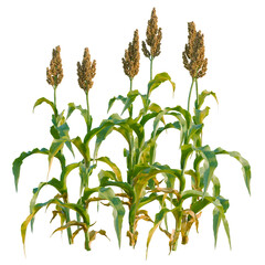 Fototapeta premium Sorghum bicolor tree, elevation, front view, cutout, transparent background, isolate, Close-up of green corn stalks in a field, agriculture and harvest, rural scene