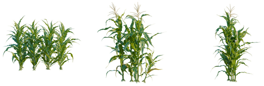 Zea mays tree, elevation, front view, cutout, transparent background, isolate, Field of wheat stalks in a row, ready for harvest, golden texture, agriculture