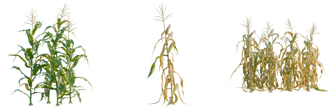 Zea mays tree, elevation, front view, cutout, transparent background, isolate, Field of dry corn stalks, agricultural scene, autumn harvest, rural landscape, golden colors.