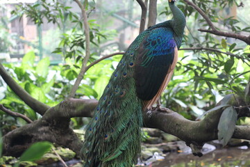 Naklejka premium Vibrant Peacock Perched on Tree Branch in Green Garden