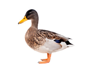 Obraz premium Female mallard duck standing on transparent background PNG