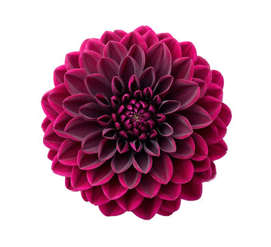 Deep pink dahlia bloom on transparent background PNG