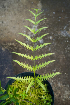 Potted ferns as garden decorations