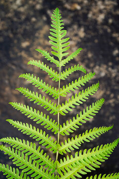 Potted ferns as garden decorations