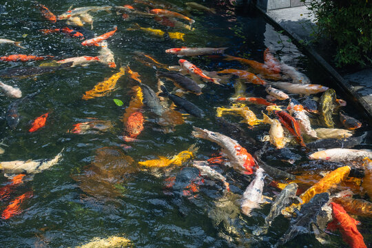 big goldfish in a pond in Ubud, Bali, Indonesia