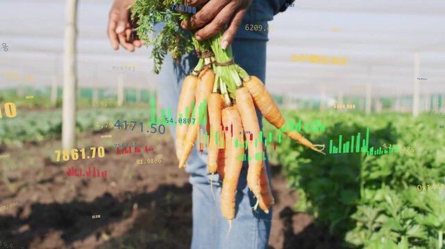 Farmer holding carrots on farm, analyzing yield as animated charts and numbers overlaying hands