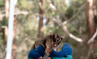 this is a baby possum