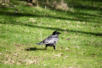 Naklejka premium the raven is looking for food in the grass