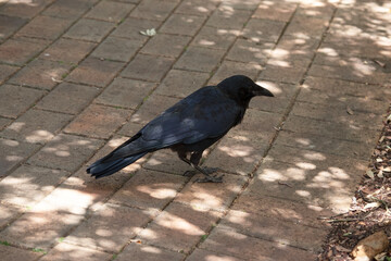 Naklejka premium this is a side view of an Australian raven