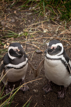 Casal de Pinguins da Ilha Martelo