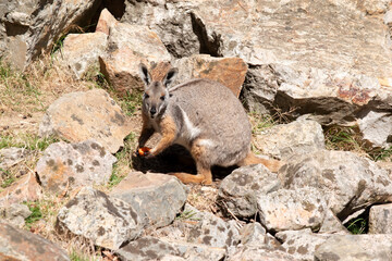 the yellow footed rock wallaby is eating a carrot