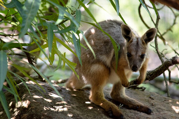 the yellow footed rock wallaby is hiding in a bush
