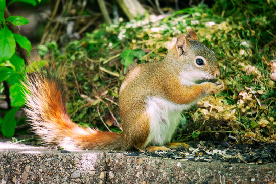 An American Red Squirrel (Tamiasciurus hudsonicus) sits on a stone ledge eating sunflower seeds in Waukesha County, Wisconsin, during mid-May.