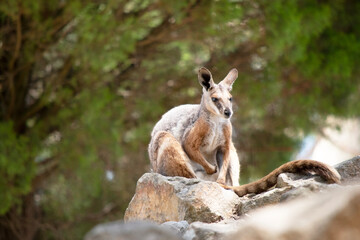 the yellow footed rock wallaby is resting on rocks