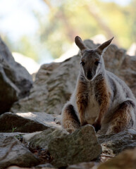 the yellow footed rock wallaby is resting on rocks