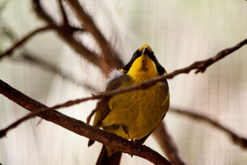 the yellow tufted honeyeater is perched on a branch