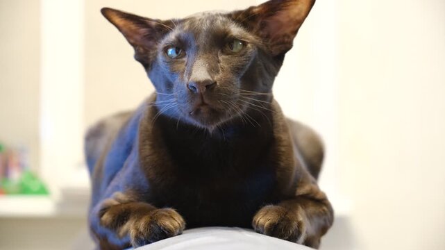 Cute black cat of oriental breed on white background.Shorthair Oriental Havana Cat. Portrait. Black gloomy cat. Expression face	