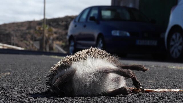 Roadkill Atelerix algirus on hot road with blurred car in background