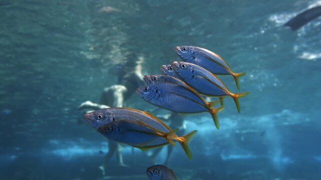 Pseudocaranx dentex school swimming with pan movement and blurry swimmers