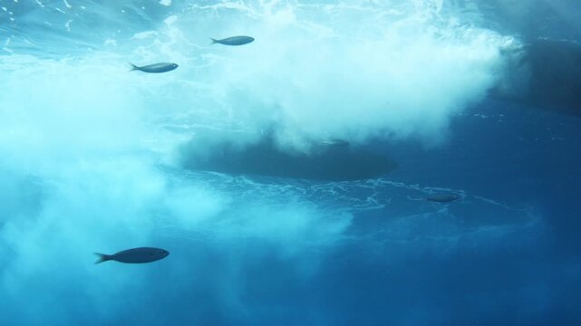 Boat engines creating white wake and bubbles above a school of fish