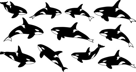 Collection of various black and white killer whale (orca) silhouettes swimming, featuring marine wildlife in a playful cartoon illustration style on a white background. © evalova