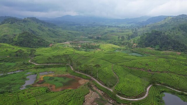 Aerial drone footage of a rural road in the middle of green tea terrace plantations, with mountains around and valley, in Sukaati village area, Bandung regency, Java island, Indonesia, Ciwidey road