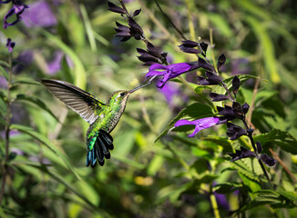 Naklejka premium Picaflor verde