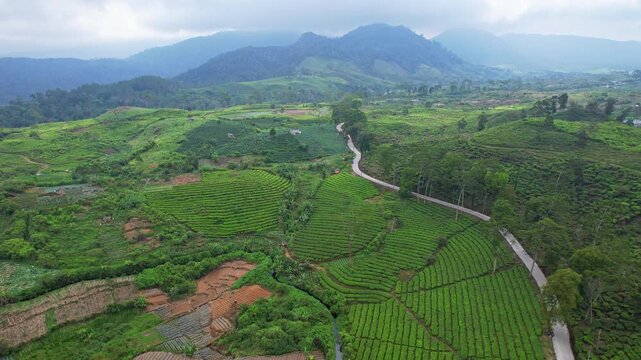 Aerial drone footage of a main road in the middle of green tea terrace plantations, with mountains around and valley, in Sukaati village area, Bandung regency, Java island, Indonesia, Ciwidey road